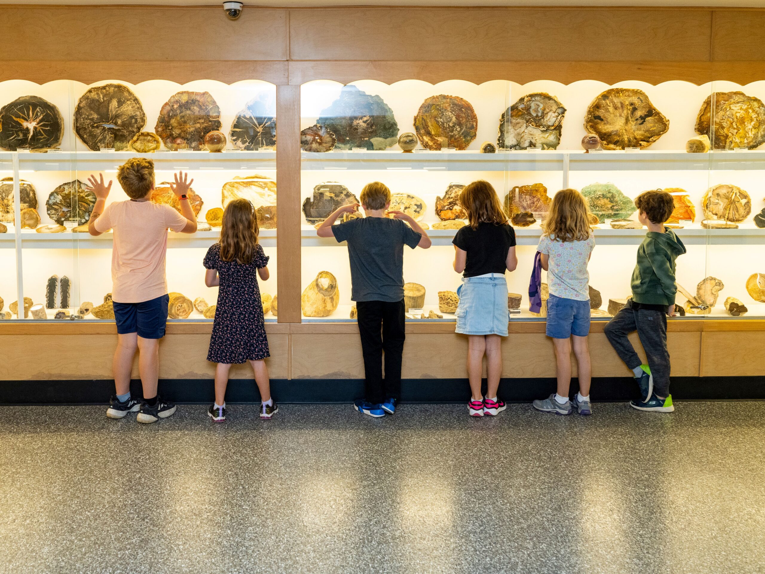 Rice Museum Kids in Murphy Gallery of Petrified Wood